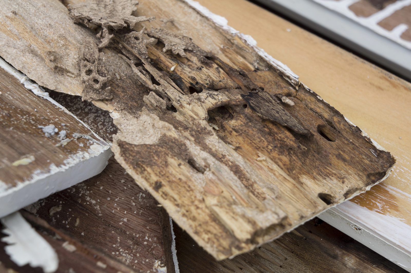 Termite damage in wood