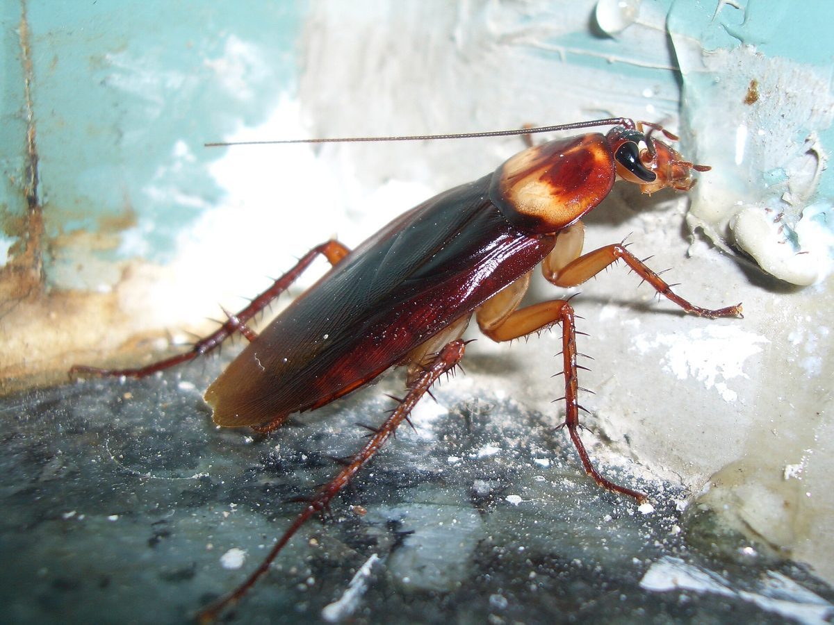 American cockroach