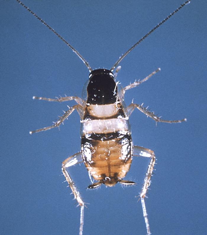 Brown-banded cockroach