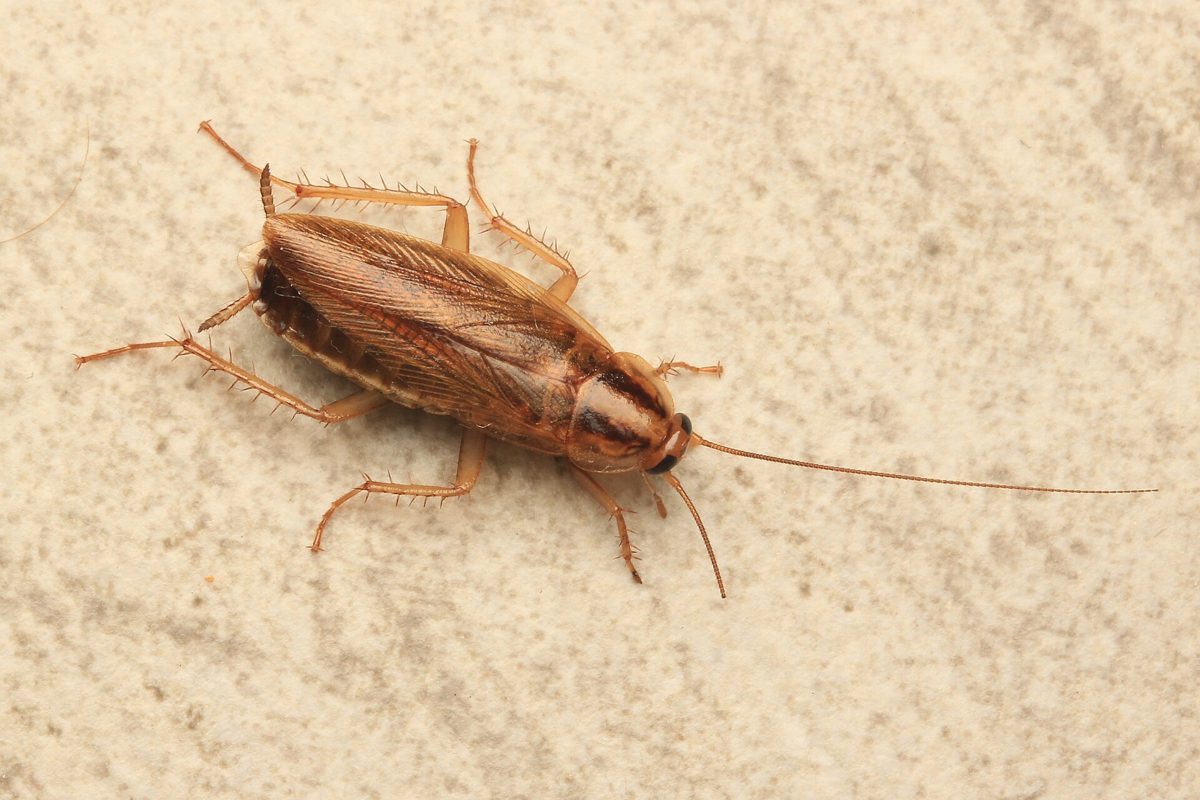 German cockroach