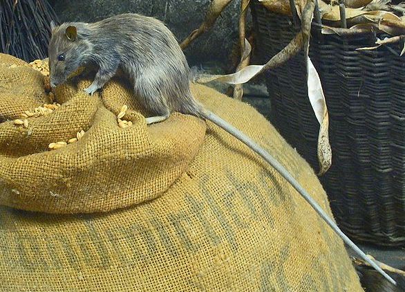 Roof rat (black rat)