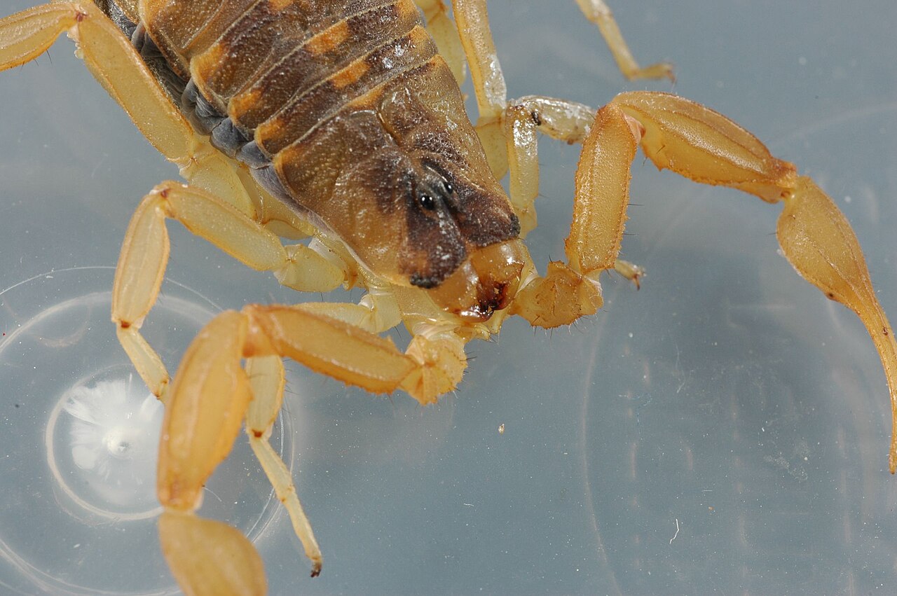 Striped bark scorpion